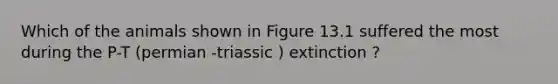 Which of the animals shown in Figure 13.1 suffered the most during the P-T (permian -triassic ) extinction ?