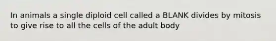 In animals a single diploid cell called a BLANK divides by mitosis to give rise to all the cells of the adult body