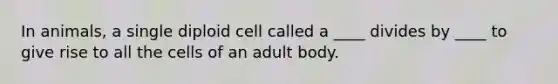 In animals, a single diploid cell called a ____ divides by ____ to give rise to all the cells of an adult body.