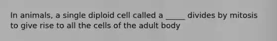 In animals, a single diploid cell called a _____ divides by mitosis to give rise to all the cells of the adult body