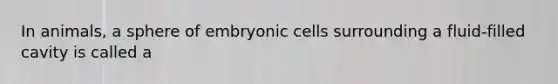 In animals, a sphere of embryonic cells surrounding a fluid-filled cavity is called a