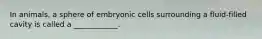 In animals, a sphere of embryonic cells surrounding a fluid-filled cavity is called a ____________.