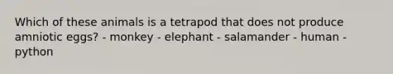 Which of these animals is a tetrapod that does not produce amniotic eggs? - monkey - elephant - salamander - human - python