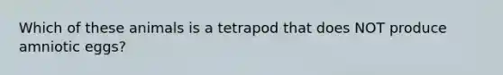 Which of these animals is a tetrapod that does NOT produce amniotic eggs?