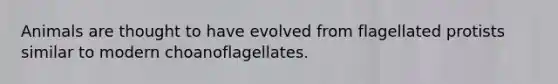 Animals are thought to have evolved from flagellated protists similar to modern choanoflagellates.