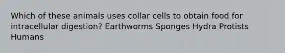 Which of these animals uses collar cells to obtain food for intracellular digestion? Earthworms Sponges Hydra Protists Humans