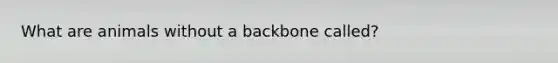 What are animals without a backbone called?