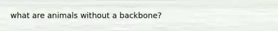 what are animals without a backbone?