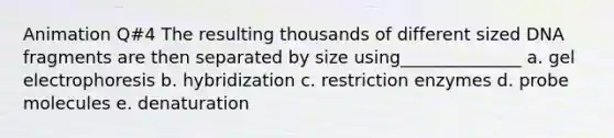 Animation Q#4 The resulting thousands of different sized DNA fragments are then separated by size using______________ a. gel electrophoresis b. hybridization c. restriction enzymes d. probe molecules e. denaturation