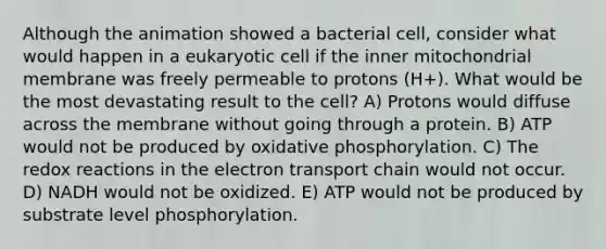 Although the animation showed a bacterial cell, consider what would happen in a eukaryotic cell if the inner mitochondrial membrane was freely permeable to protons (H+). What would be the most devastating result to the cell? A) Protons would diffuse across the membrane without going through a protein. B) ATP would not be produced by <a href='https://www.questionai.com/knowledge/kFazUb9IwO-oxidative-phosphorylation' class='anchor-knowledge'>oxidative phosphorylation</a>. C) The redox reactions in <a href='https://www.questionai.com/knowledge/k57oGBr0HP-the-electron-transport-chain' class='anchor-knowledge'>the electron transport chain</a> would not occur. D) NADH would not be oxidized. E) ATP would not be produced by substrate level phosphorylation.