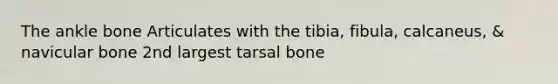 The ankle bone Articulates with the tibia, fibula, calcaneus, & navicular bone 2nd largest tarsal bone