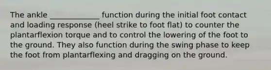 The ankle _____________ function during the initial foot contact and loading response (heel strike to foot flat) to counter the plantarflexion torque and to control the lowering of the foot to the ground. They also function during the swing phase to keep the foot from plantarflexing and dragging on the ground.