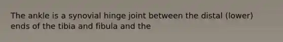 The ankle is a synovial hinge joint between the distal (lower) ends of the tibia and fibula and the