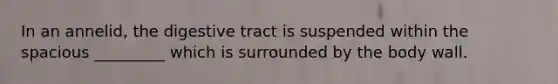 In an annelid, the digestive tract is suspended within the spacious _________ which is surrounded by the body wall.