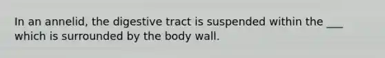 In an annelid, the digestive tract is suspended within the ___ which is surrounded by the body wall.