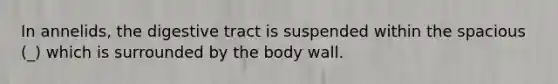 In annelids, the digestive tract is suspended within the spacious (_) which is surrounded by the body wall.