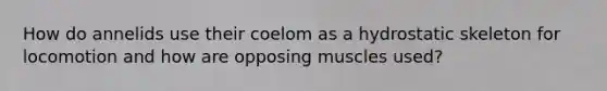 How do annelids use their coelom as a hydrostatic skeleton for locomotion and how are opposing muscles used?