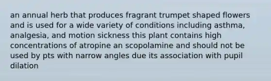 an annual herb that produces fragrant trumpet shaped flowers and is used for a wide variety of conditions including asthma, analgesia, and motion sickness this plant contains high concentrations of atropine an scopolamine and should not be used by pts with narrow angles due its association with pupil dilation