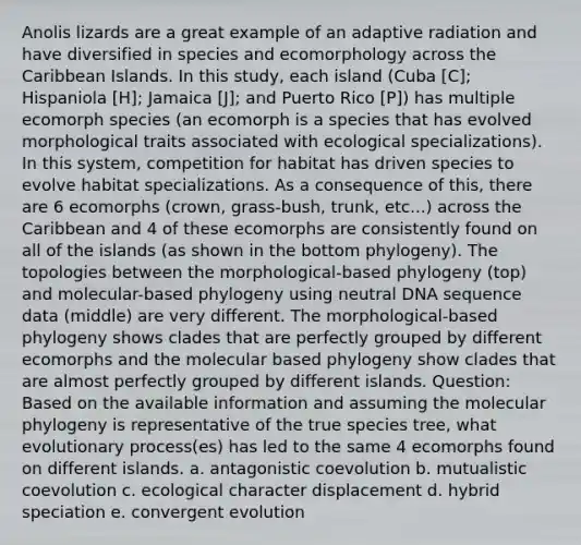 Anolis lizards are a great example of an adaptive radiation and have diversified in species and ecomorphology across the Caribbean Islands. In this study, each island (Cuba [C]; Hispaniola [H]; Jamaica [J]; and Puerto Rico [P]) has multiple ecomorph species (an ecomorph is a species that has evolved morphological traits associated with ecological specializations). In this system, competition for habitat has driven species to evolve habitat specializations. As a consequence of this, there are 6 ecomorphs (crown, grass-bush, trunk, etc...) across the Caribbean and 4 of these ecomorphs are consistently found on all of the islands (as shown in the bottom phylogeny). The topologies between the morphological-based phylogeny (top) and molecular-based phylogeny using neutral DNA sequence data (middle) are very different. The morphological-based phylogeny shows clades that are perfectly grouped by different ecomorphs and the molecular based phylogeny show clades that are almost perfectly grouped by different islands. Question: Based on the available information and assuming the molecular phylogeny is representative of the true species tree, what evolutionary process(es) has led to the same 4 ecomorphs found on different islands. a. antagonistic coevolution b. mutualistic coevolution c. ecological character displacement d. hybrid speciation e. convergent evolution