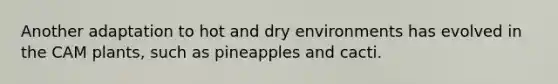 Another adaptation to hot and dry environments has evolved in the CAM plants, such as pineapples and cacti.