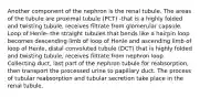 Another component of the nephron is the renal tubule. The areas of the tubule are proximal tubule (PCT) -that is a highly folded and twisting tubule, receives filtrate from glomerular capsule. Loop of Henle- the straight tubules that bends like a hairpin loop becomes descending limb of loop of Henle and ascending limb of loop of Henle, distal convoluted tubule (DCT) that is highly folded and twisting tubule, receives filtrate from nephron loop. Collecting duct, last part of the nephron tubule for reabsorption, then transport the processed urine to papillary duct. The process of tubular reabsorption and tubular secretion take place in the renal tubule.