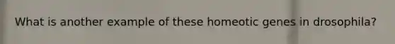 What is another example of these homeotic genes in drosophila?