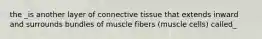 the _is another layer of connective tissue that extends inward and surrounds bundles of muscle fibers (muscle cells) called_