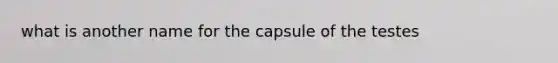 what is another name for the capsule of the testes