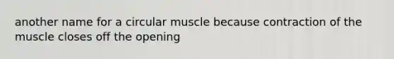 another name for a circular muscle because contraction of the muscle closes off the opening