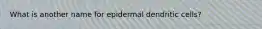 What is another name for epidermal dendritic cells?