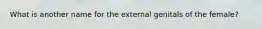 What is another name for the external genitals of the female?