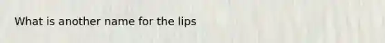 What is another name for the lips