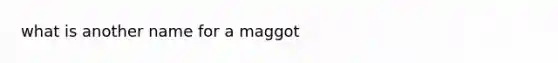 what is another name for a maggot