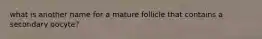 what is another name for a mature follicle that contains a secondary oocyte?