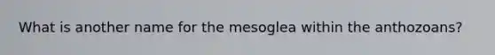 What is another name for the mesoglea within the anthozoans?