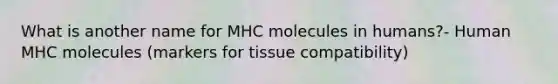 What is another name for MHC molecules in humans?- Human MHC molecules (markers for tissue compatibility)