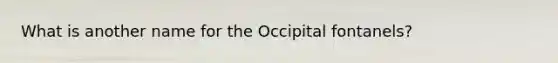 What is another name for the Occipital fontanels?