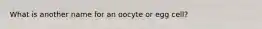 What is another name for an oocyte or egg cell?