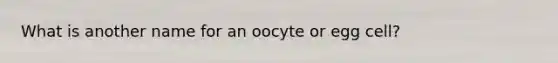 What is another name for an oocyte or egg cell?