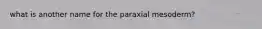 what is another name for the paraxial mesoderm?