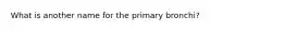 What is another name for the primary bronchi?