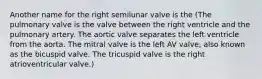 Another name for the right semilunar valve is the (The pulmonary valve is the valve between the right ventricle and the pulmonary artery. The aortic valve separates the left ventricle from the aorta. The mitral valve is the left AV valve, also known as the bicuspid valve. The tricuspid valve is the right atrioventricular valve.)