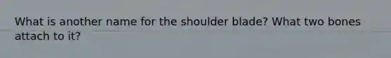 What is another name for the shoulder blade? What two bones attach to it?