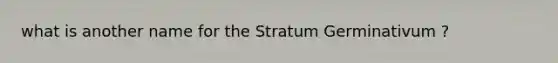 what is another name for the Stratum Germinativum ?