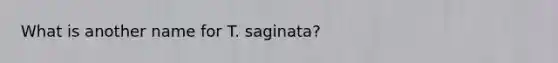 What is another name for T. saginata?