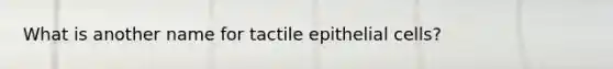 What is another name for tactile epithelial cells?