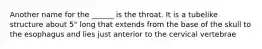 Another name for the ______ is the throat. It is a tubelike structure about 5" long that extends from the base of the skull to the esophagus and lies just anterior to the cervical vertebrae