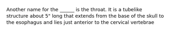 Another name for the ______ is the throat. It is a tubelike structure about 5" long that extends from the base of the skull to the esophagus and lies just anterior to the cervical vertebrae