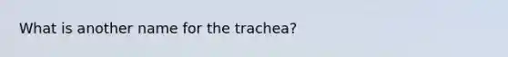 What is another name for the trachea?