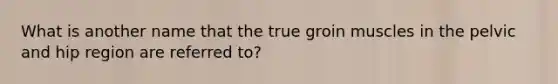 What is another name that the true groin muscles in the pelvic and hip region are referred to?